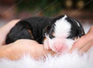 tri-colored female mini bernedoodle near Chicago Illinois