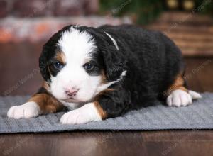 tri-colored female mini bernedoodle near Chicago Illinois