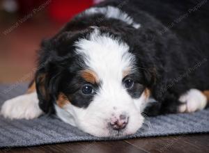 tri-colored female mini bernedoodle near Chicago Illinois