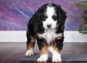 tri-colored female mini bernedoodle near Chicago Illinois