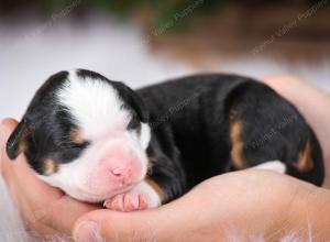 tri-colored female mini bernedoodle near Chicago Illinois