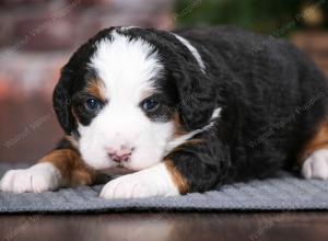 tri-colored female mini bernedoodle near Chicago Illinois