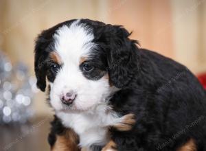 tri-colored female mini bernedoodle near Chicago Illinois