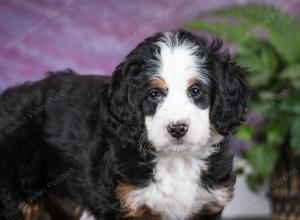 tri-colored female mini bernedoodle near Chicago Illinois