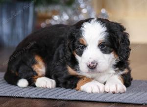 tri-colored female mini bernedoodle near Chicago Illinois