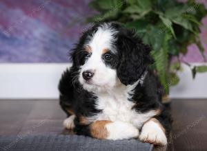 tri-colored female mini bernedoodle near Chicago Illinois