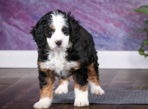 tri-colored female mini bernedoodle near Chicago Illinois