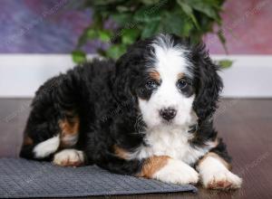 tri-colored female mini bernedoodle near Chicago Illinois