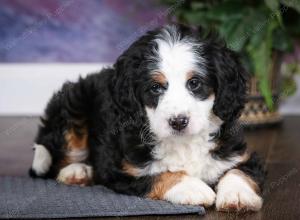 tri-colored female mini bernedoodle near Chicago Illinois