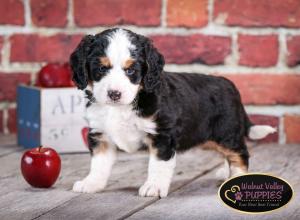 tri-colored mini bernedoodle near Chicago Illinois