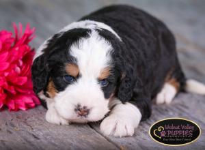 tri-colored mini bernedoodle near Chicago Illinois