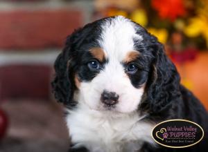 tri-colored mini bernedoodle near Chicago Illinois