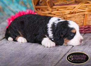 tri-colored mini bernedoodle near Chicago Illinois