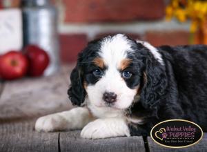 tri-colored mini bernedoodle near Chicago Illinois