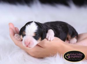 tri-colored mini bernedoodle near Chicago Illinois