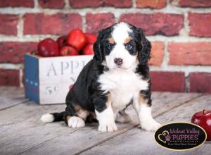 tri-colored mini bernedoodle near Chicago Illinois