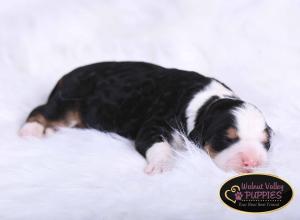 tri-colored mini bernedoodle near Chicago Illinois