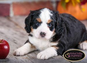 tri-colored mini bernedoodle near Chicago Illinois