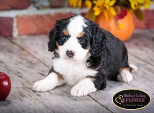 tri-colored mini bernedoodle near Chicago Illinois