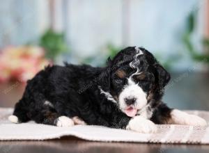 F1B mini bernedoodle near Chicago Illinois