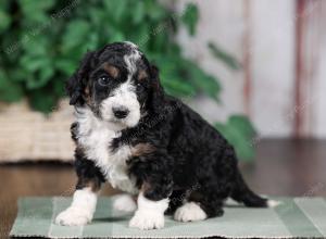 F1B mini bernedoodle near Chicago Illinois