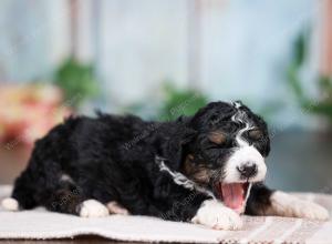 F1B mini bernedoodle near Chicago Illinois