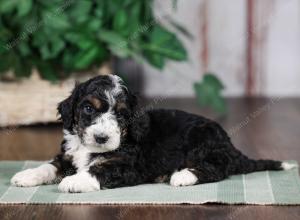 F1B mini bernedoodle near Chicago Illinois