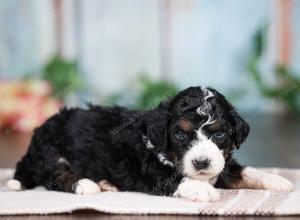 F1B mini bernedoodle near Chicago Illinois