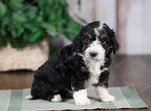 F1B mini bernedoodle near Chicago Illinois