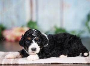 F1B mini bernedoodle near Chicago Illinois