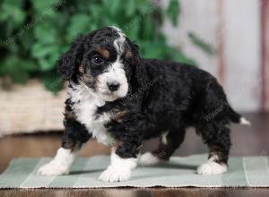 F1B mini bernedoodle near Chicago Illinois