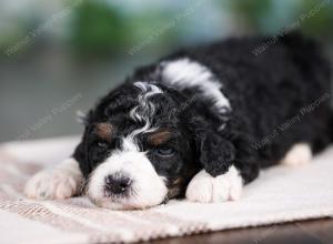 F1B mini bernedoodle near Chicago Illinois