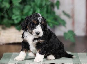 F1B mini bernedoodle near Chicago Illinois