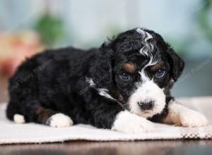 F1B mini bernedoodle near Chicago Illinois