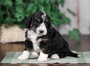 F1B mini bernedoodle near Chicago Illinois