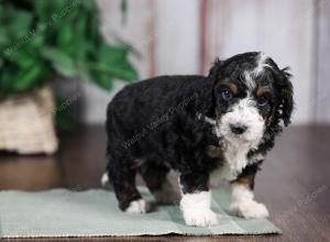 F1B mini bernedoodle near Chicago Illinois