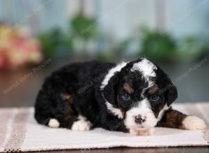 F1B mini bernedoodle near Chicago Illinois