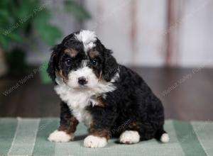 F1B mini bernedoodle near Chicago Illinois