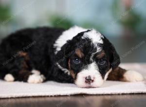 F1B mini bernedoodle near Chicago Illinois