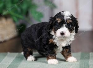 F1B mini bernedoodle near Chicago Illinois