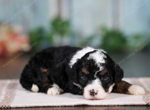 F1B mini bernedoodle near Chicago Illinois