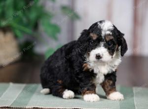 F1B mini bernedoodle near Chicago Illinois