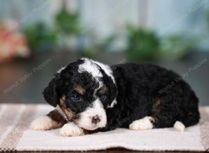 F1B mini bernedoodle near Chicago Illinois