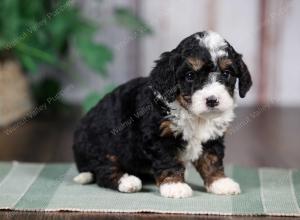 F1B mini bernedoodle near Chicago Illinois