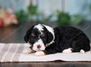 F1B mini bernedoodle near Chicago Illinois