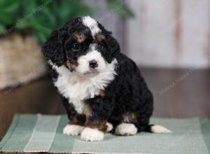 F1B mini bernedoodle near Chicago Illinois