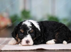 F1B mini bernedoodle near Chicago Illinois