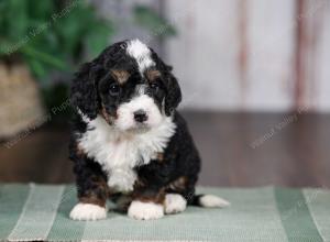 F1B mini bernedoodle near Chicago Illinois