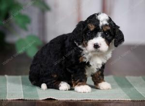 F1B mini bernedoodle near Chicago Illinois