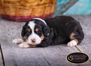 tri-colored mini bernedoodle near Chicago Illinois